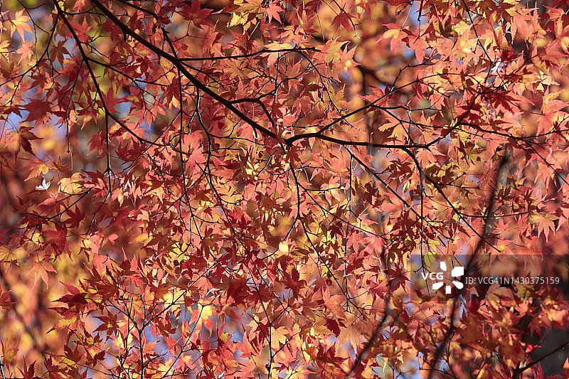 秋叶被阳光照亮图片素材