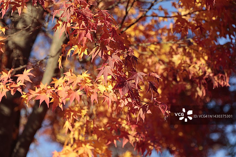 秋叶被阳光照亮图片素材