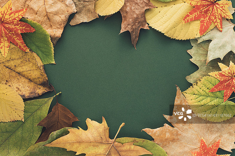 秋天或秋天场景背景与绿色背景的彩色树叶。简约的自然季节概念。副本的空间。平的。图片素材