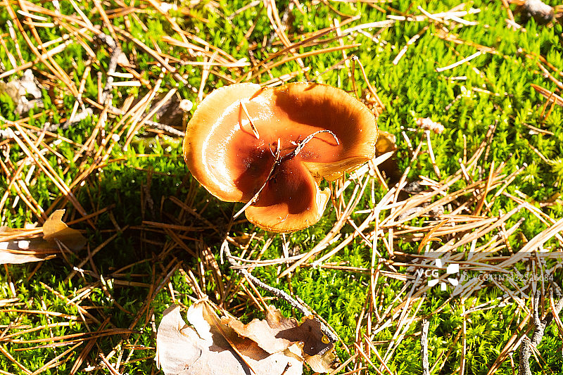 一种生长在长满苔藓的松树林中的蘑菇。图片素材