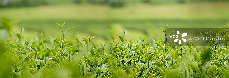 旗绿茶树叶田幼嫩芽草本绿茶树在山茶有机农场。全景新鲜树茶叶植物绿色自然在草药农场背景与复制空间图片素材