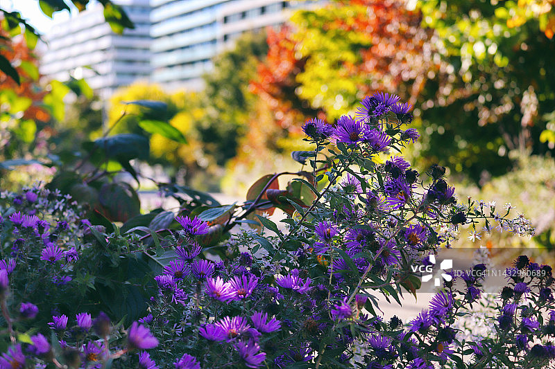 秋季公园的野生迷你紫菀图片素材