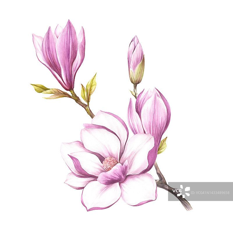 盛开的玉兰花枝的形象。水彩插图。图片素材