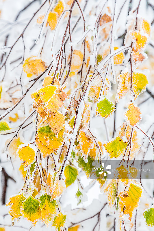 桦树的树枝被冰雪覆盖图片素材