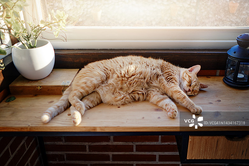 生姜猫躺在桌子上图片素材