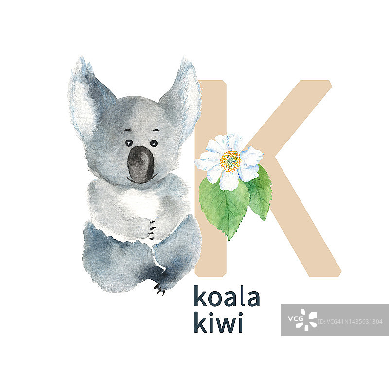 字母K，考拉和猕猴桃，可爱的孩子五颜六色的动物和花ABC字母。水彩插图孤立在白色背景。可用于字母或卡片，为孩子学习英语词汇和书写。图片素材