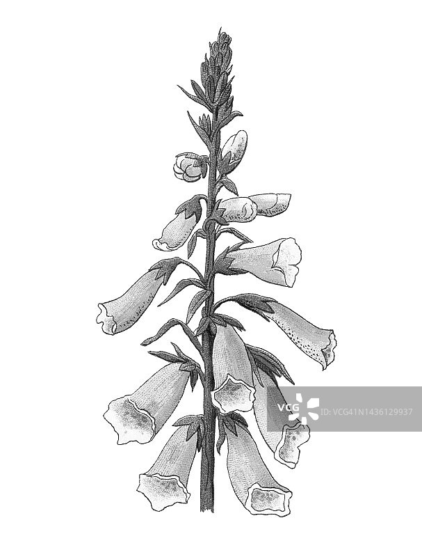 古老的植物学彩色印刷插图，女士的手套，毛地黄或普通毛地黄(Digitalis purpurea)图片素材