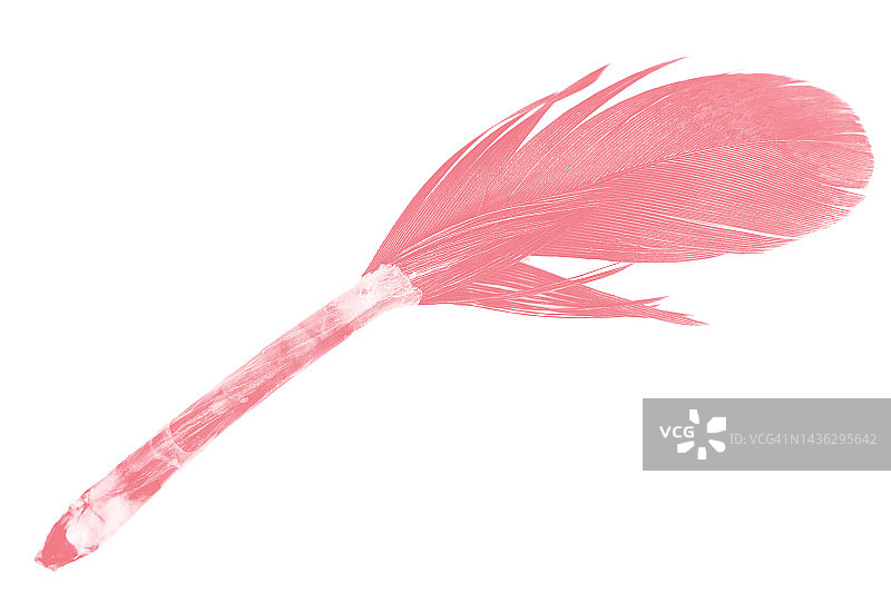 粉红色羽毛孤立在白色背景上图片素材