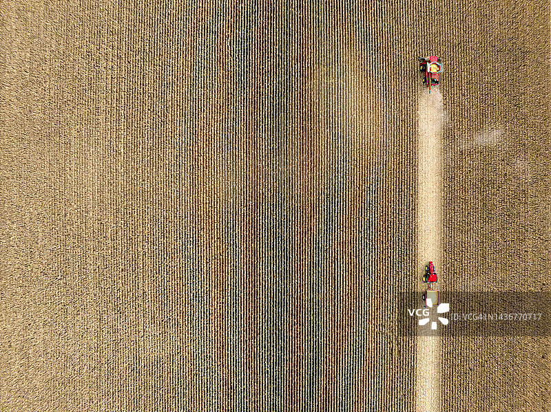 鸟瞰拖拉机和农业机械收割玉米田，魁北克，加拿大。图片素材