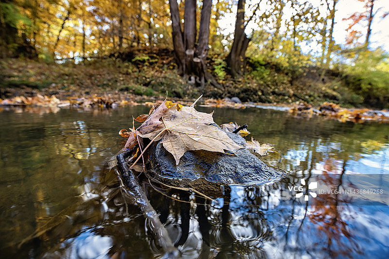 树林里的秋天图片素材
