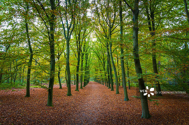 森林里秋叶覆盖的步道图片素材