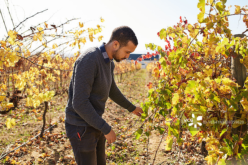 农场，葡萄园和可持续发展与一个男子农民在葡萄酒厂工作，葡萄在收获季节。农业，在春季或夏季，由男性在田间种植葡萄和生长图片素材