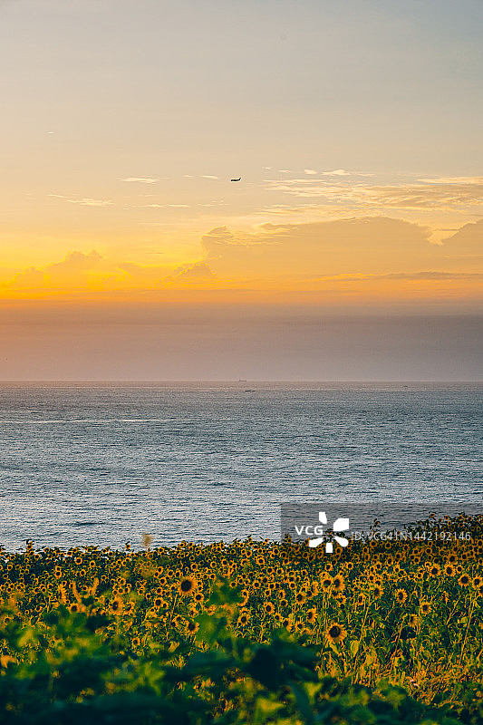 济州岛的日落和向日葵图片素材