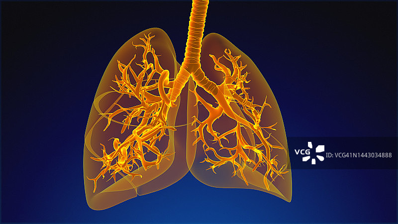 人体呼吸系统肺解剖学图片素材