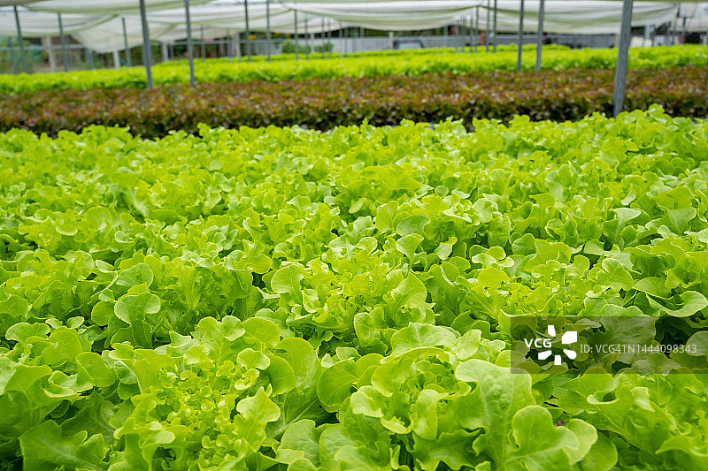 沙拉农场蔬菜绿橡树生菜田。图片素材