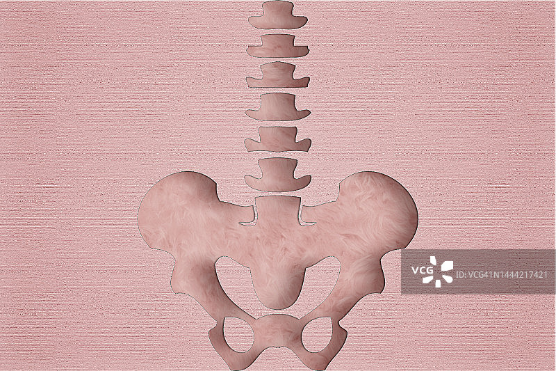 粉色剪纸中人的盆骨和骨骼图片素材