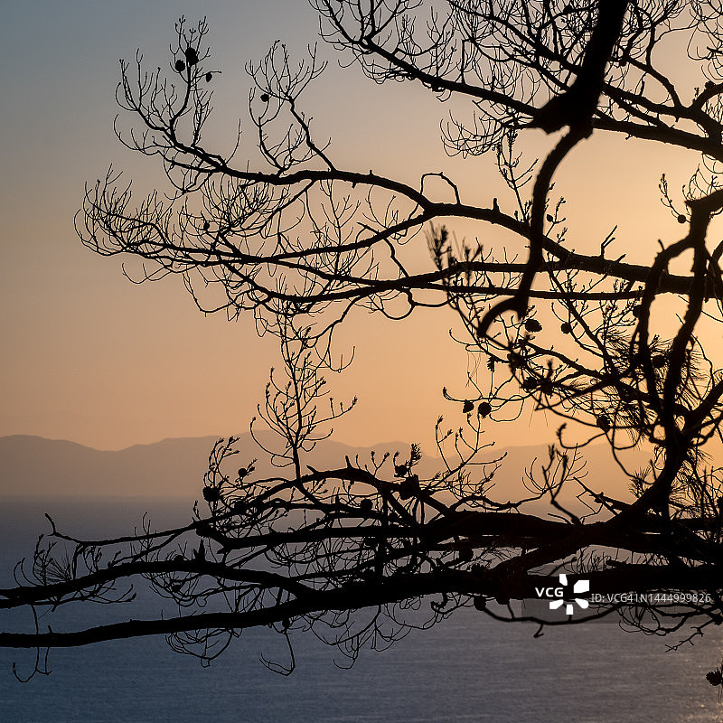 清晨的风景透过树枝的剪影俯瞰大海。早晨的阳光透过树枝。柔和的晨光。土耳其,Turunk图片素材