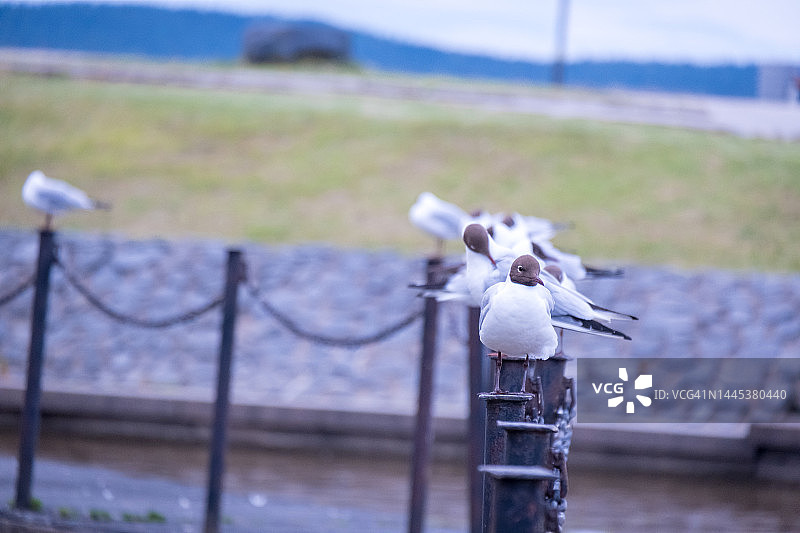 在卡累利阿的彼得罗扎沃斯克堤岸上的海鸥。码头上的鸟图片素材