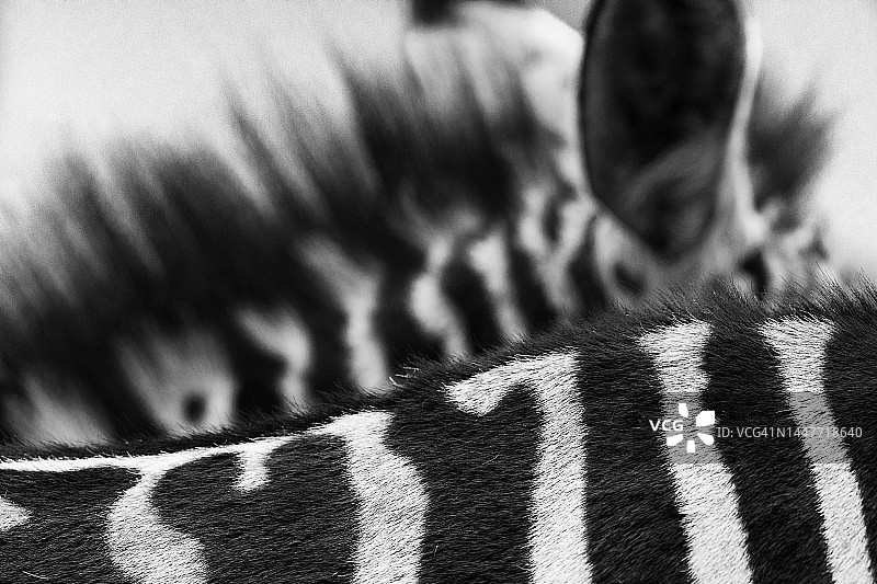 肯尼亚内罗毕国家公园的斑马条纹和鬃毛艺术图片素材