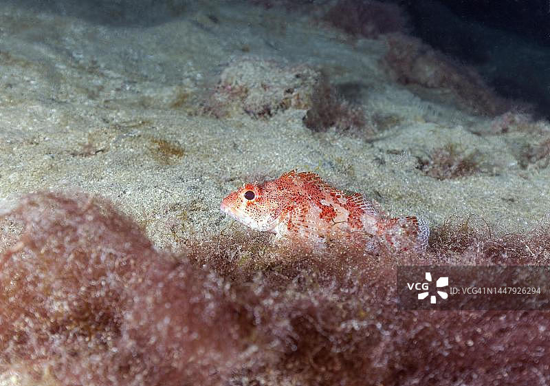 马德拉岩鱼（Scorpaena maderensis），西班牙加那利群岛兰萨罗特岛图片素材