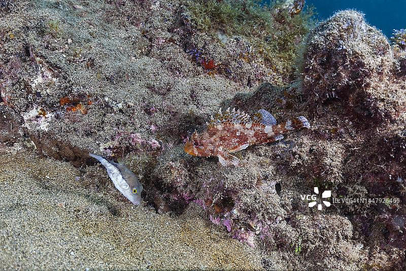 马德拉岩鱼(Scorpaena maderensis)和马卡罗尼西亚尖河豚(Canthigaster capistrata)，兰萨罗特，加那利群岛，西班牙图片素材