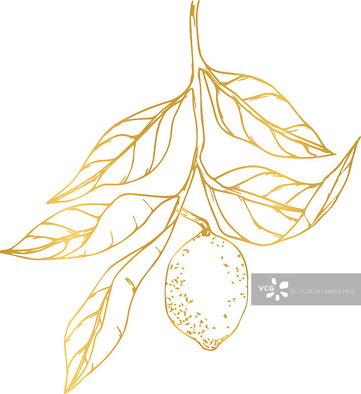 矢量金色插图美味素描柠檬与叶子图片素材