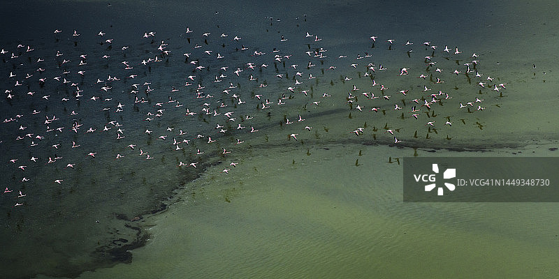 在肯尼亚马加迪湖，火烈鸟在蓝绿色的水中飞行的惊人全景图片素材