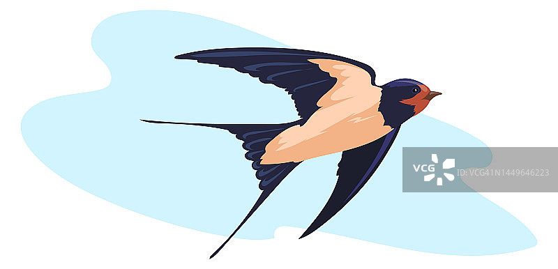 燕子在蓝天。飞翔的野鸟艺术图片素材