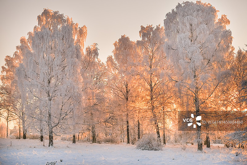 冬日里温暖的晨光透过结霜的树木图片素材