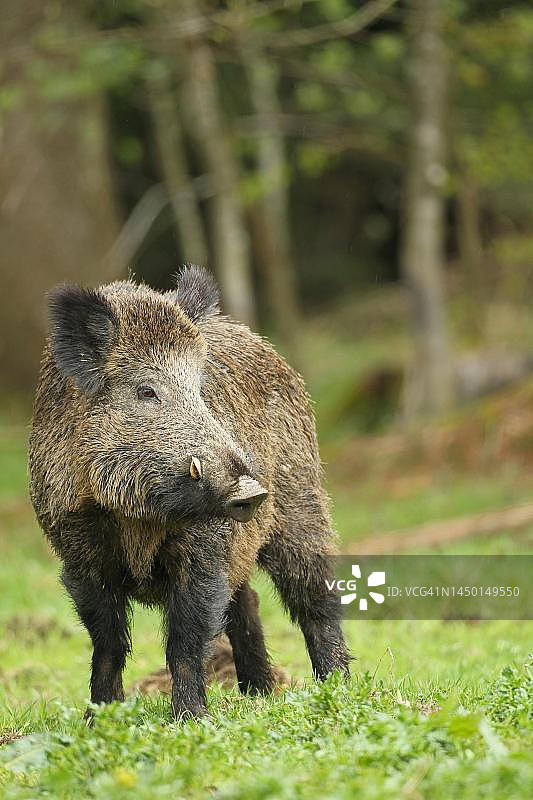 野猪(Sus scrofa)在草地上安全的野猪，阿尔加乌，巴伐利亚，德国图片素材