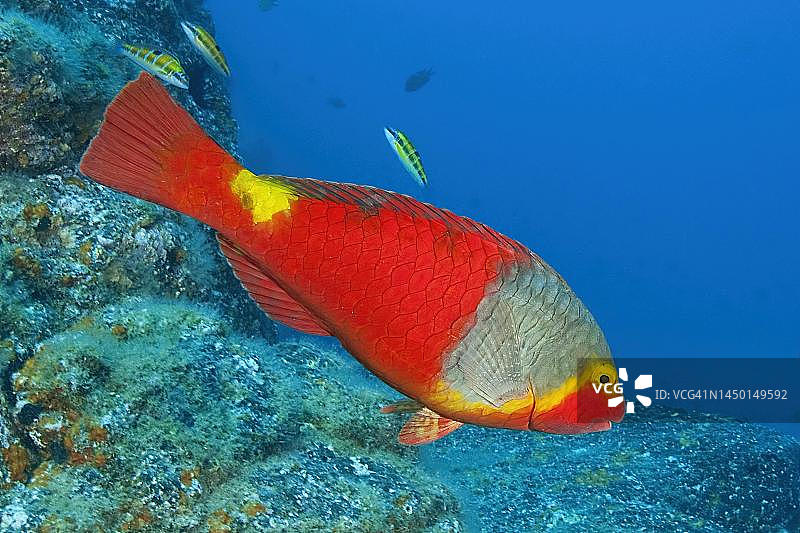 雌性地中海鹦嘴鱼(Sparisoma cretense)，红色和黄色鞍斑，东大西洋，加那利群岛，西班牙图片素材