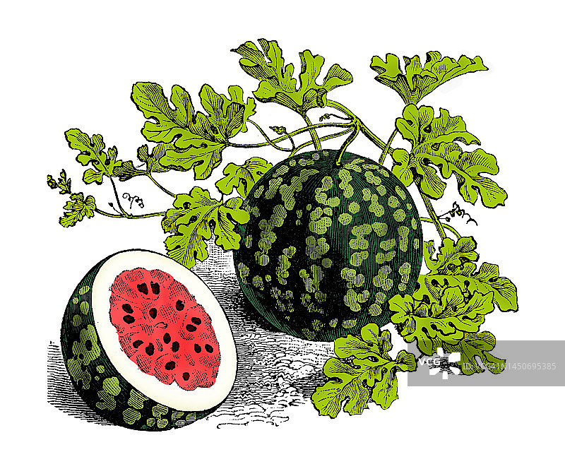 蔬菜植物古色古香雕刻彩色插图:西瓜图片素材