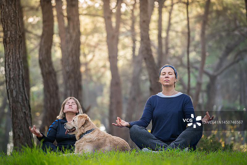 成年妇女带着她们的狗在森林里做瑜伽动作图片素材