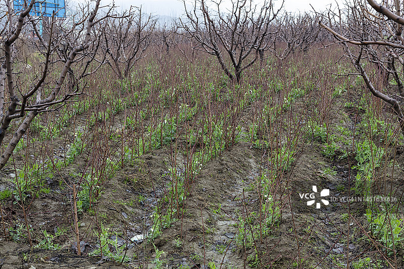 甜豌豆作为伴生作物生长在桃园图片素材