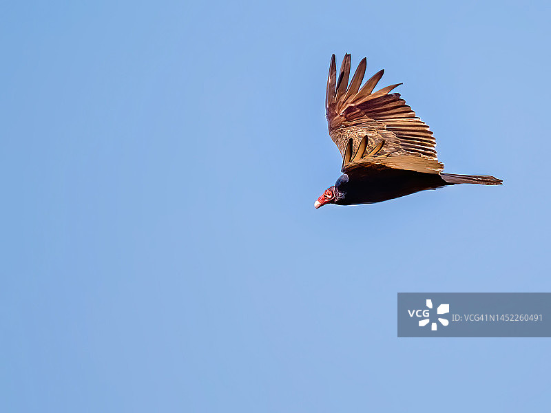 天空中的土耳其秃鹫图片素材