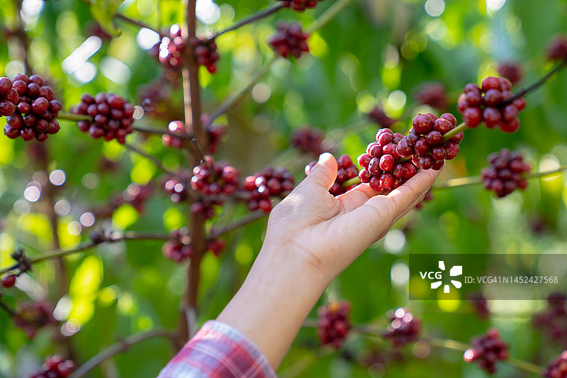 成熟的阿拉比卡咖啡浆果与农民图片素材