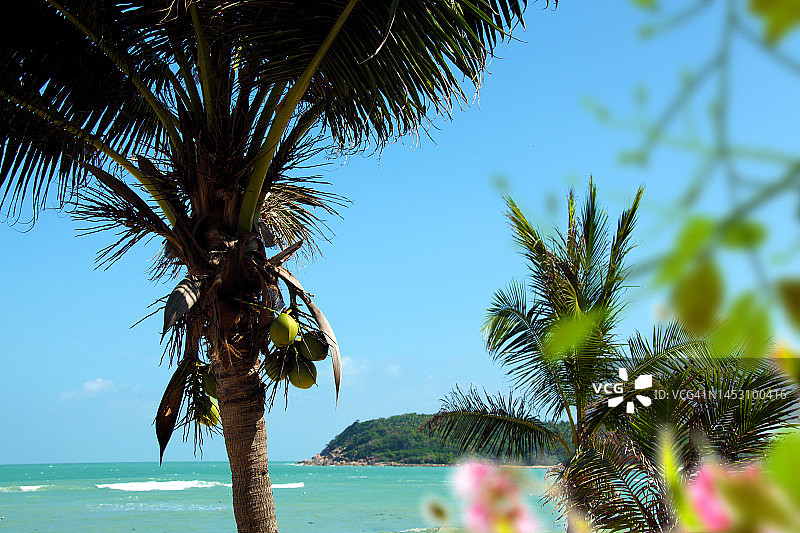 美丽的热带岛屿和椰子树图片素材