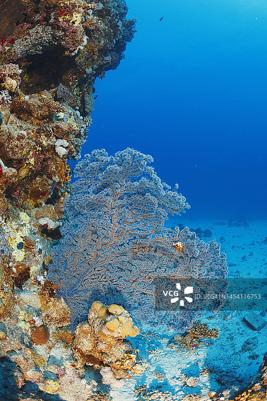 海洋生物水下珊瑚礁软珊瑚多刺alcyonarian - Dendronephthya sp。图片素材