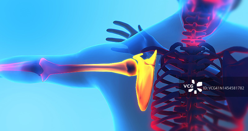 成年男性感到肩膀疼痛。x射线3D插图渲染。图片素材