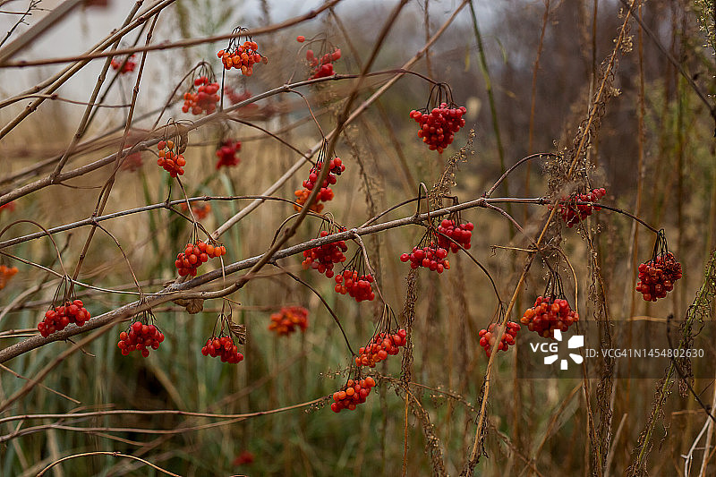 冬天灌木上的红色荚蒾。图片素材