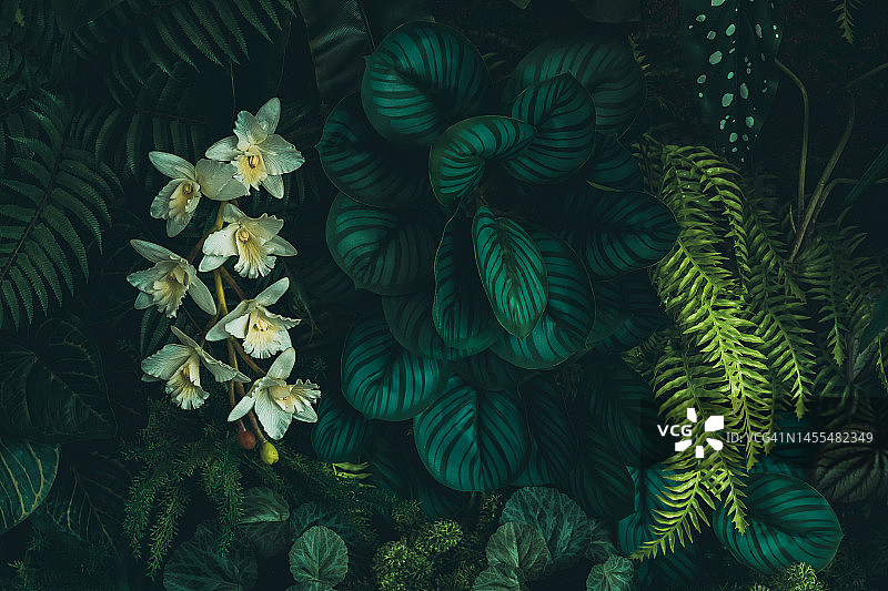 抽象的绿叶纹理，自然背景，热带树叶图片素材