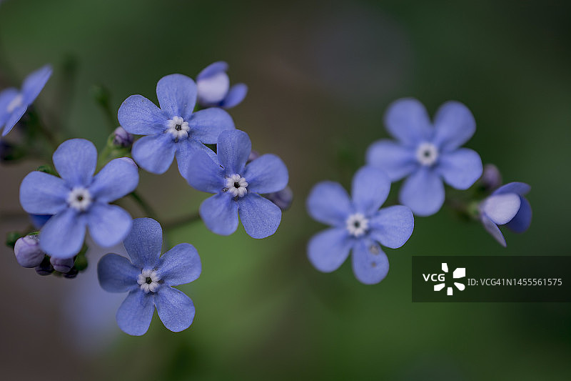 美丽的蓝色小花——别忘了我图片素材
