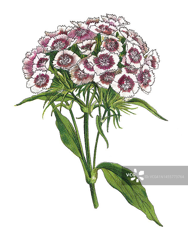 《植物学》旧的彩色印刷插图，sweet William(石竹)图片素材