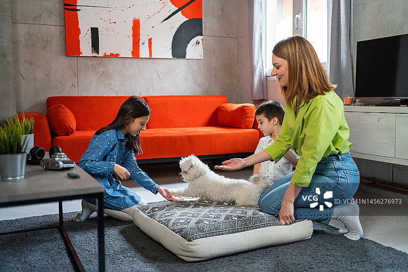 家庭有乐趣与马耳他狗在客厅在家里图片素材