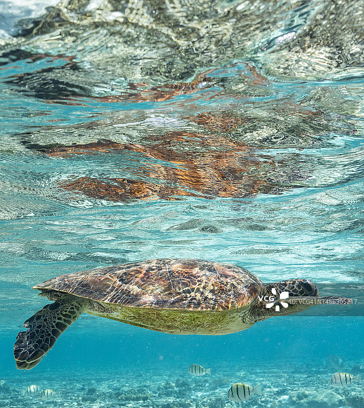 绿海龟在清澈的蓝色水中游泳图片素材