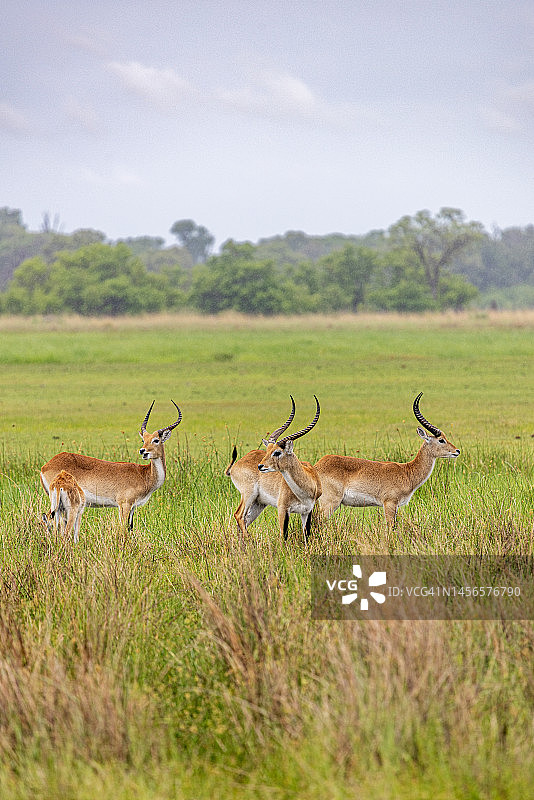湿地里的一群雄性红羚图片素材