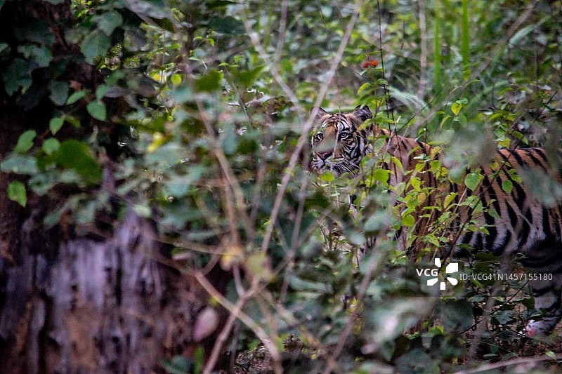 一只美丽的野生老虎的惊人特写图片素材