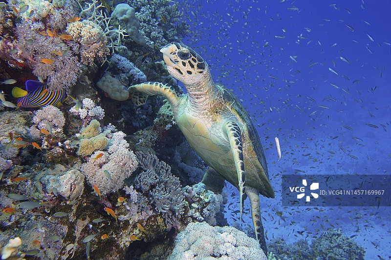 鹰嘴海龟(Eretmochelys imbricata)， Erg Monica礁，El Quesir，红海，埃及图片素材