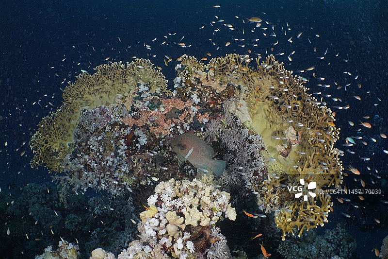 夜间的网火珊瑚(Millepora dichotoma)，红嘴石斑鱼(Aethaloperca rogaa)和红海矮扫鱼(Parapriacanthus guentheri)，礁石，房子礁，红树林湾度假村，El Quesir，红海，埃及图片素材
