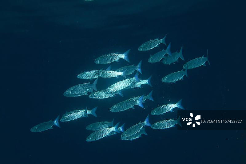 一群钝乌鱼(Crenimugil crenilabis)乌鱼，潜水地点珊瑚礁红树林湾，埃及，红海图片素材